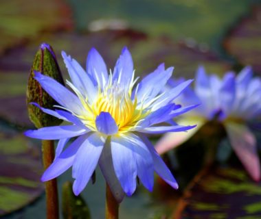lotus flowers with blue petals and a yellow center