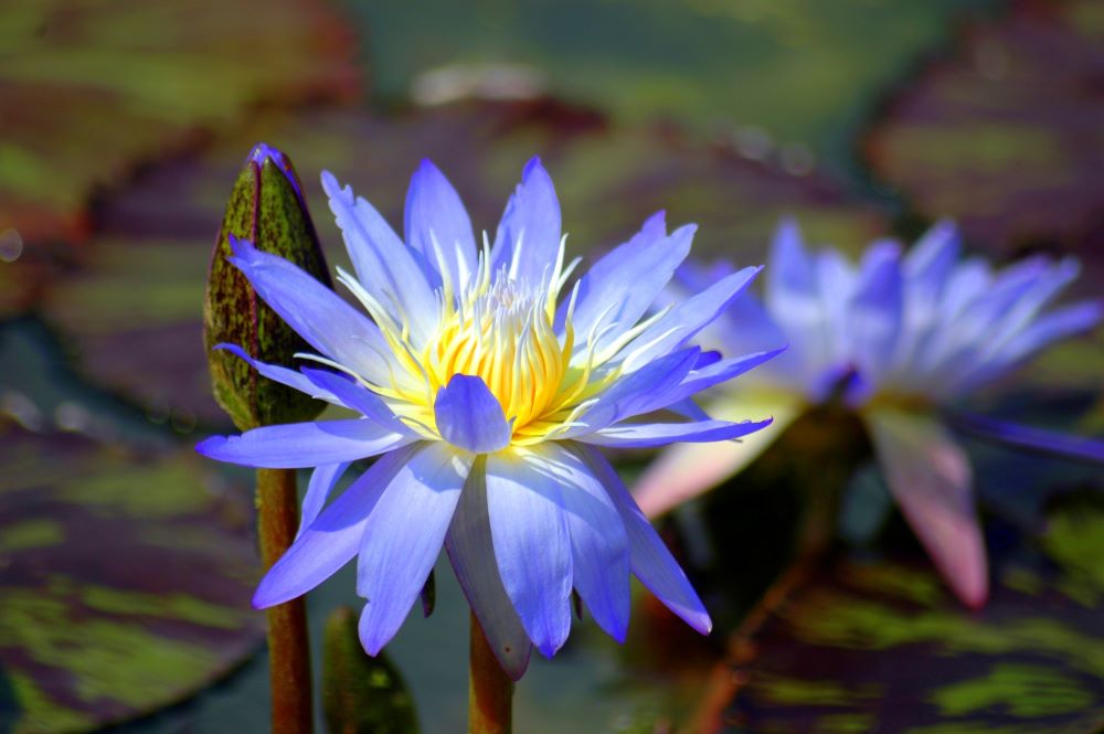 lotus flowers with blue petals and a yellow center